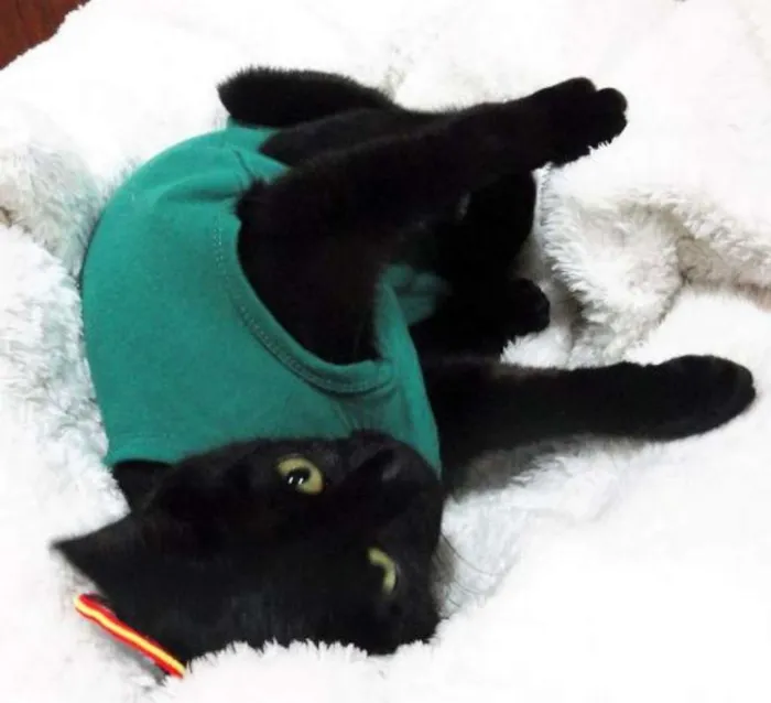 Gato ra a SRD idade 7 a 11 meses nome Tiffanny