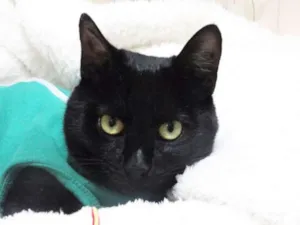 Gato raça SRD idade 7 a 11 meses nome Tiffanny