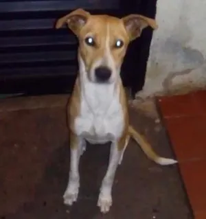 Cachorro raça Vira-lata idade 1 ano nome Belinha 