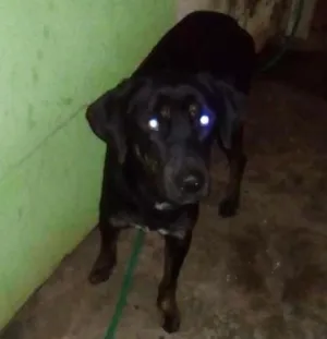 Cachorro raça Labrador  idade 7 a 11 meses nome Bobi