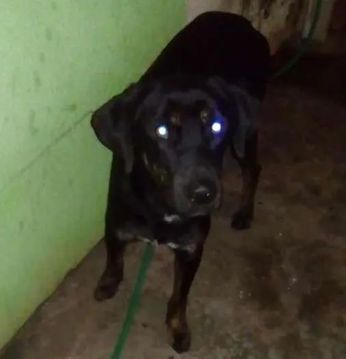 Cachorro ra a Labrador  idade 7 a 11 meses nome Bobi