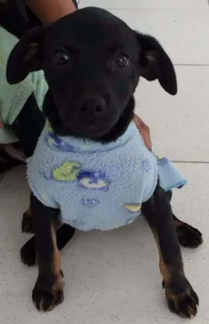 Cachorro raça SRD idade 2 a 6 meses nome Aninha