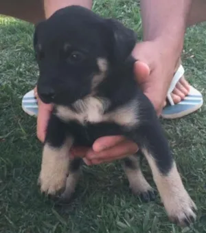 Cachorro raça Sem raça definida idade Abaixo de 2 meses nome Filhotes