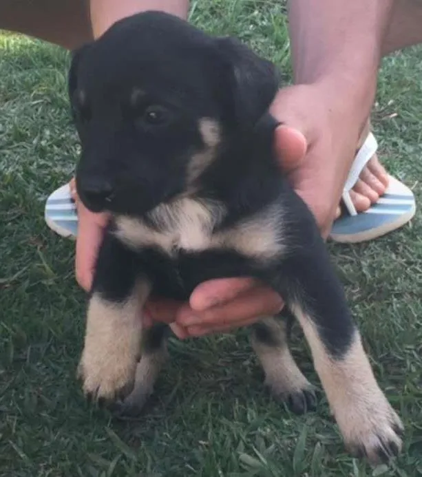 Cachorro ra a Sem raça definida idade Abaixo de 2 meses nome Filhotes