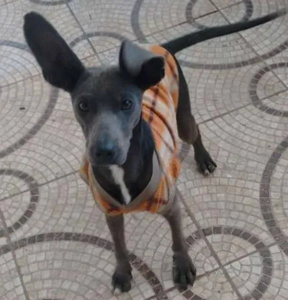 Cachorro raça SRD idade 7 a 11 meses nome Bartholomeu