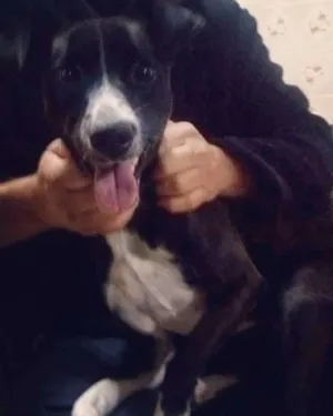 Cachorro raça Sem raça definida idade 1 ano nome Barão