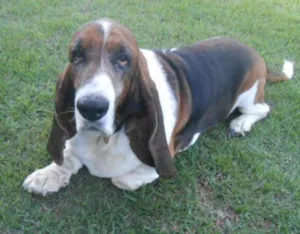Cachorro raça BASSET HOUND idade 6 ou mais anos nome LEOPOLDO
