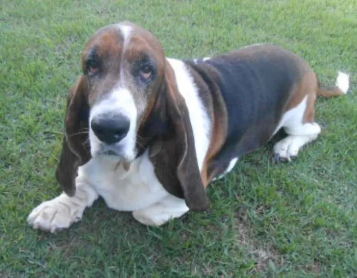 Cachorro ra a BASSET HOUND idade 6 ou mais anos nome LEOPOLDO