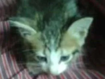 Gato raça NÃO SEI idade 2 a 6 meses nome SEM NOME