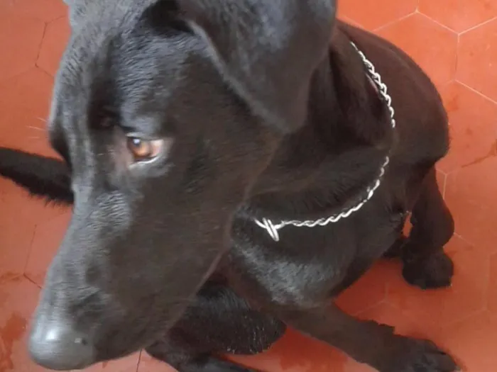 Cachorro ra a Labrador idade 7 a 11 meses nome Lupe