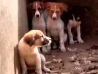 Cachorro raça Vira lata idade Abaixo de 2 meses nome Sem Nome