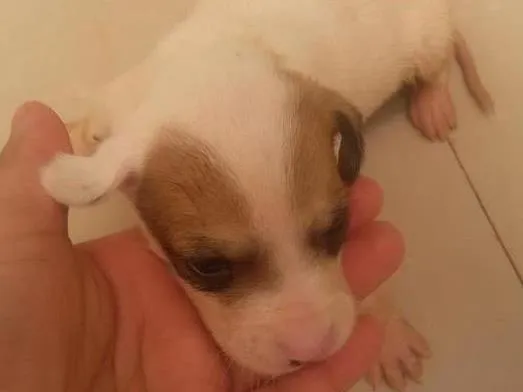 Cachorro ra a vira lata idade Abaixo de 2 meses nome sem nomes