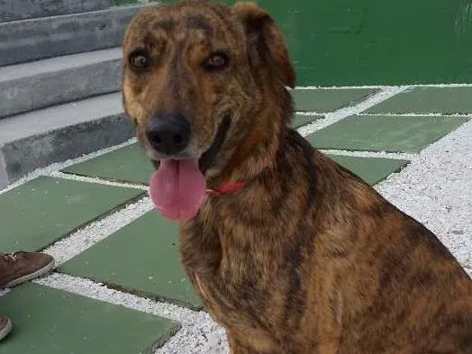 Cachorro ra a  idade 7 a 11 meses nome Chica 