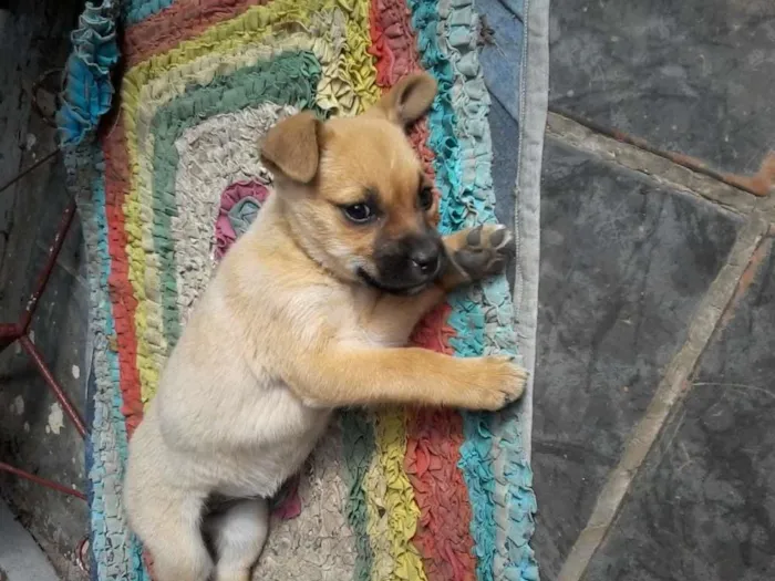 Cachorro ra a Mestissos dálmata e srd idade  nome Banzé,  Espaike e Be