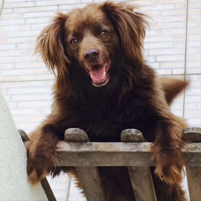Cachorro ra a Vira-lata  idade 3 anos nome Toddy