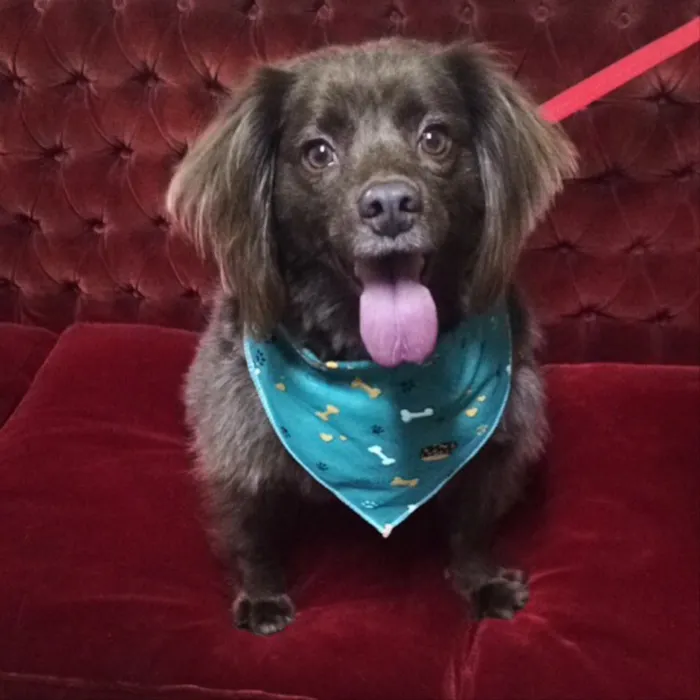 Cachorro ra a Vira-lata  idade 3 anos nome Toddy