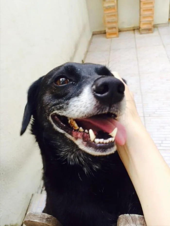 Cachorro ra a Vira-lata  idade 5 anos nome Bob 