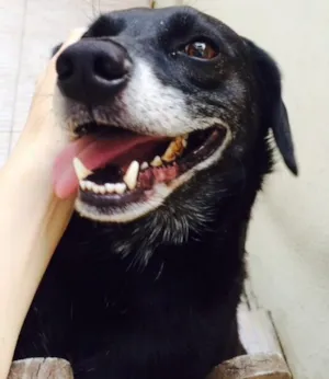 Cachorro raça Vira-lata  idade 5 anos nome Bob 