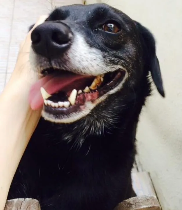 Cachorro ra a Vira-lata  idade 5 anos nome Bob 