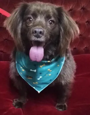 Cachorro raça Vira-lata  idade 3 anos nome Toddy