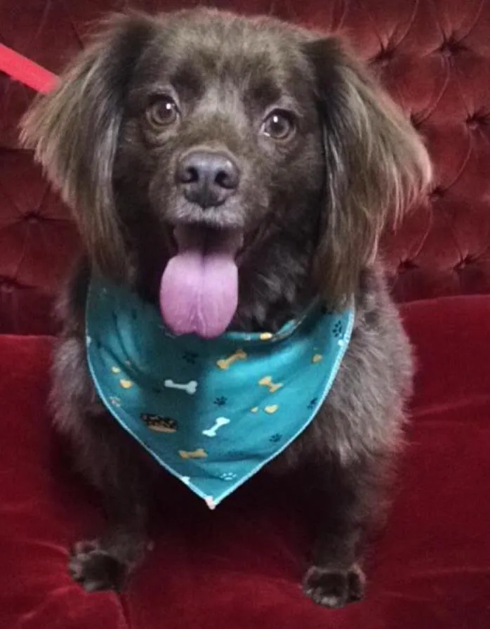 Cachorro ra a Vira-lata  idade 3 anos nome Toddy