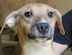Cachorro raça SRD idade 1 ano nome Carminha