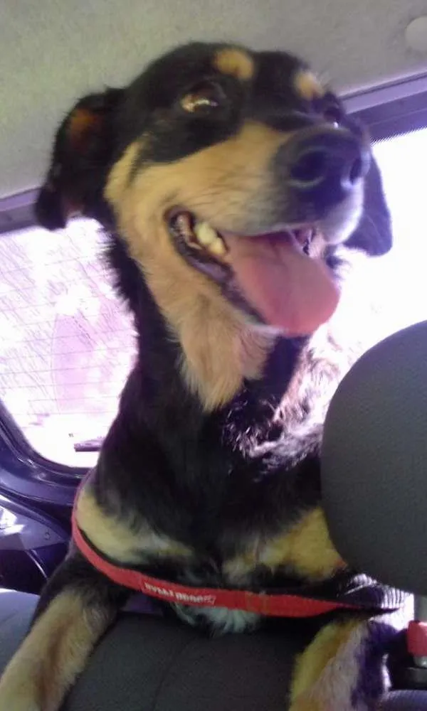 Cachorro ra a SRD idade 2 anos nome Nina