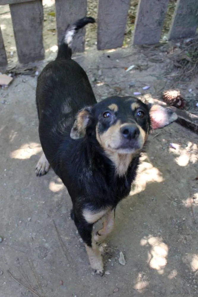 Cachorro ra a SRD idade 2 anos nome Nina