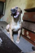Boo