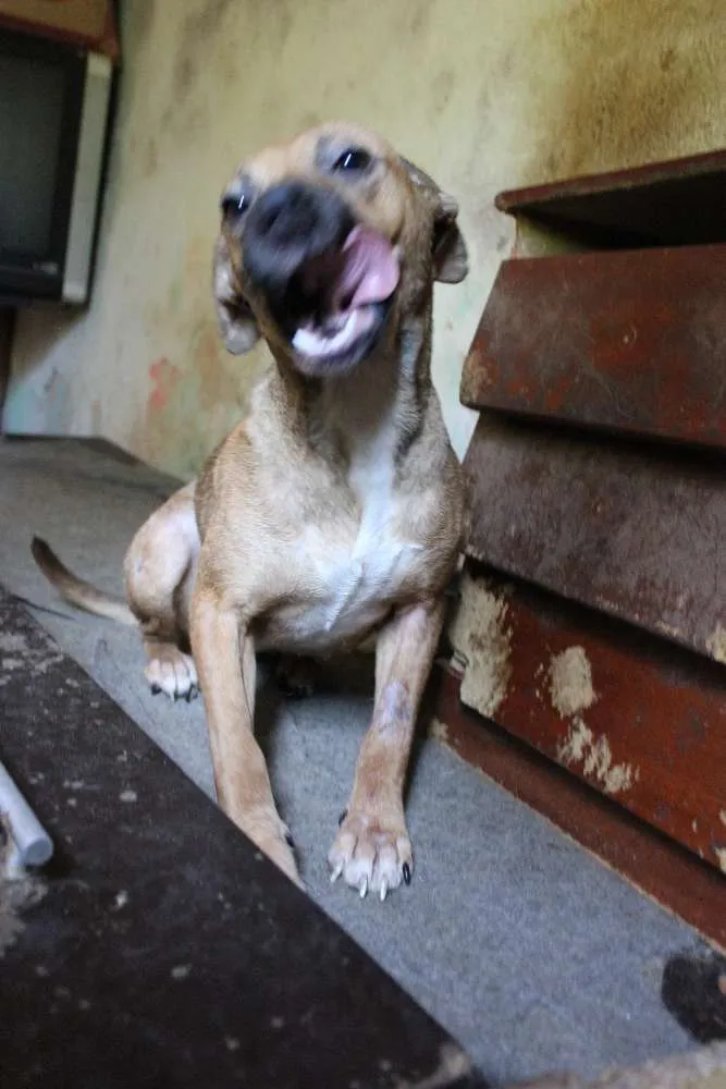 Cachorro ra a SRD idade 1 ano nome Boo