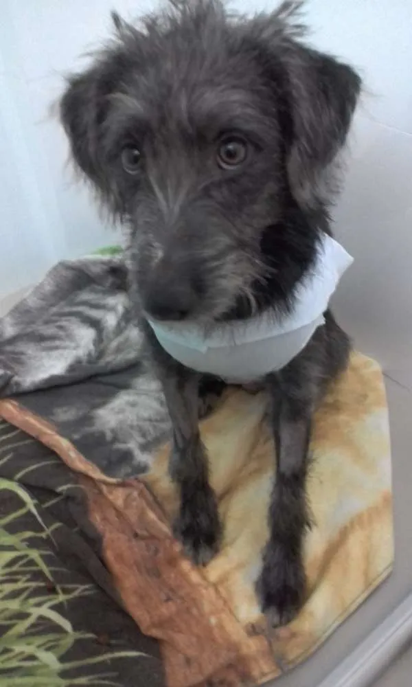 Cachorro ra a SRD idade 1 ano nome Flanela