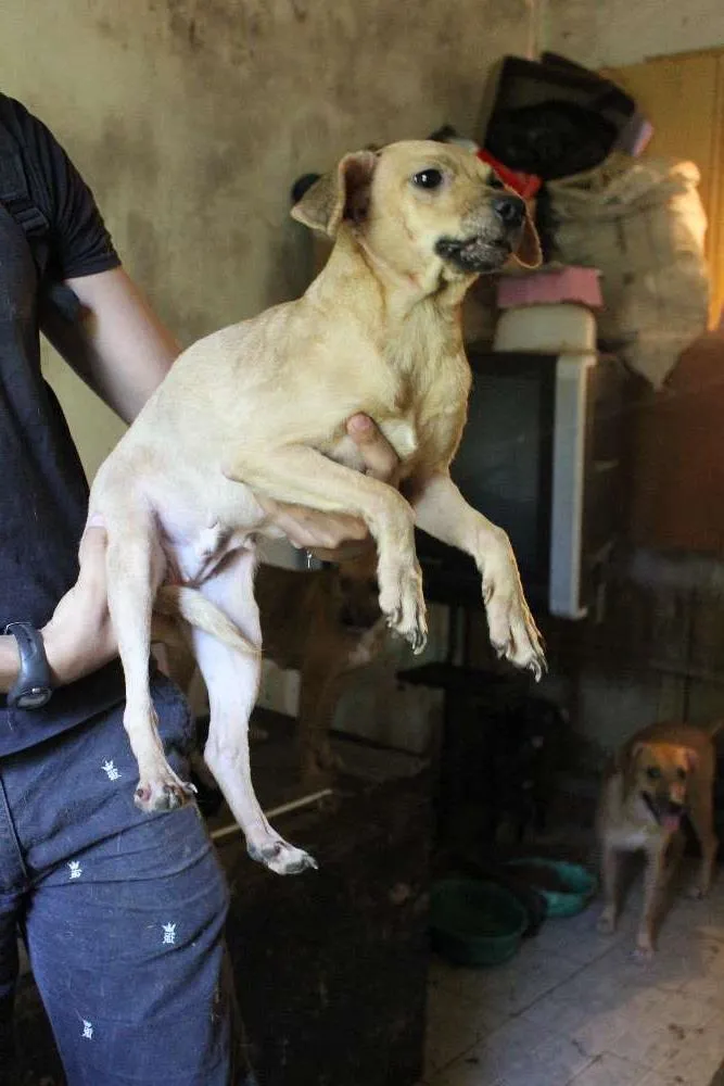 Cachorro ra a SRD idade 3 anos nome July