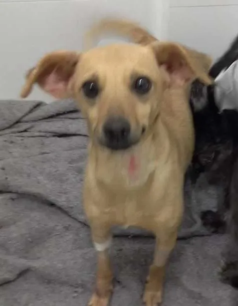 Cachorro ra a SRD idade 3 anos nome July