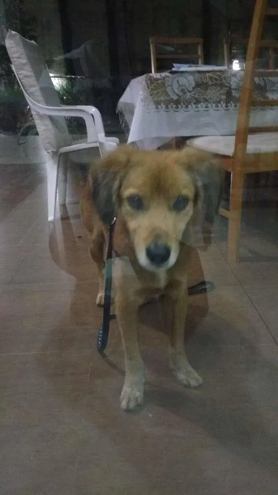 Cachorro ra a vira lata idade 1 ano nome não possui nome