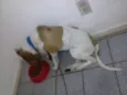 Chico