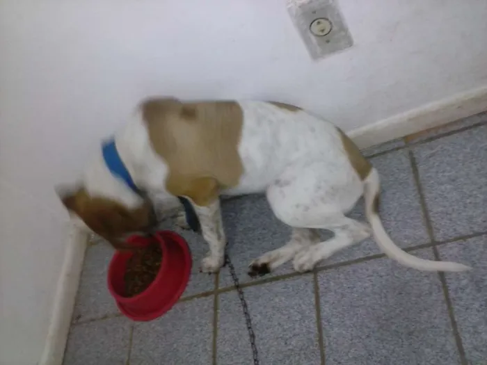 Cachorro raça  idade 2 a 6 meses nome Chico