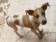 Chico