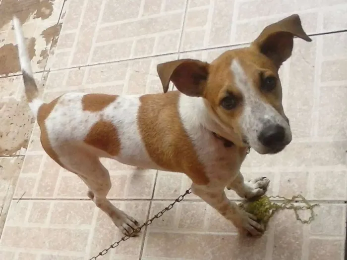 Cachorro raça  idade 2 a 6 meses nome Chico