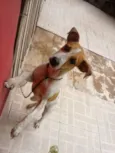 Chico