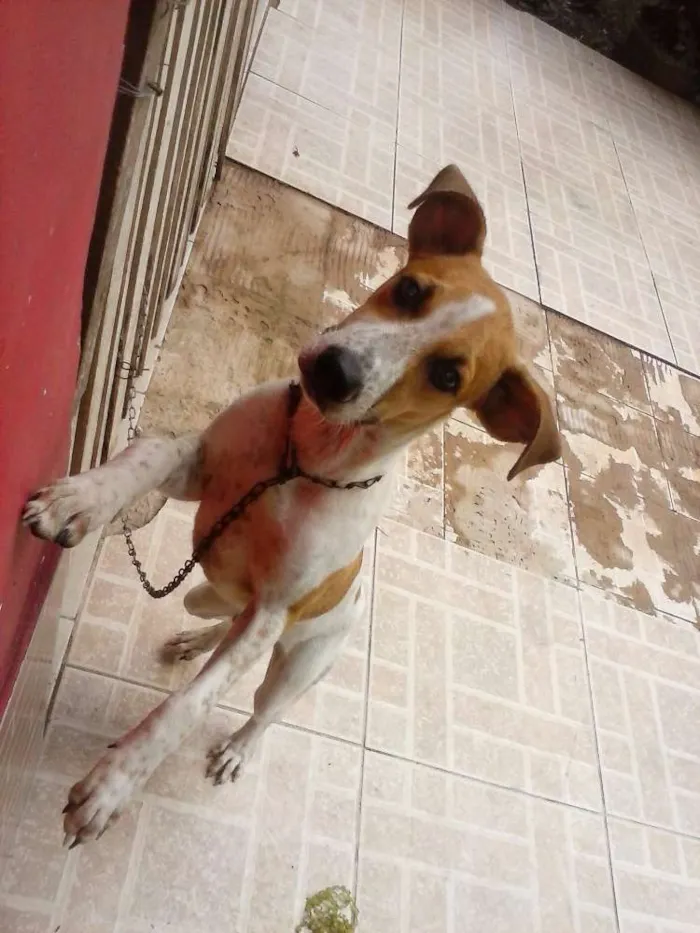 Cachorro raça  idade 2 a 6 meses nome Chico