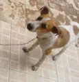 Chico