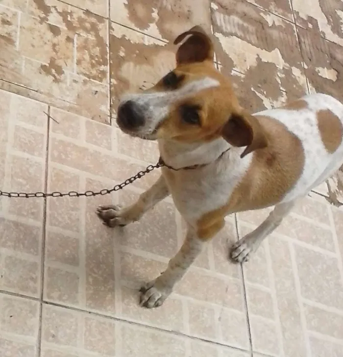 Cachorro raça  idade 2 a 6 meses nome Chico