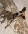 Chico