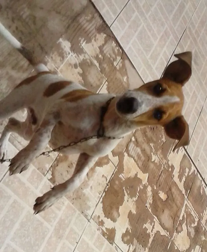 Cachorro raça  idade 2 a 6 meses nome Chico