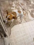 Chico