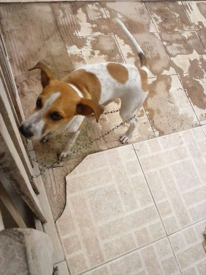 Cachorro raça  idade 2 a 6 meses nome Chico