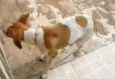 Chico
