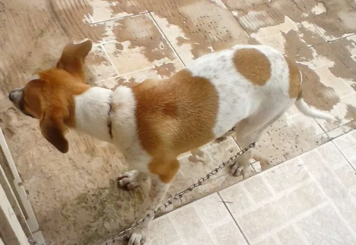 Cachorro raça  idade 2 a 6 meses nome Chico