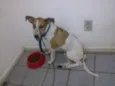 Chico