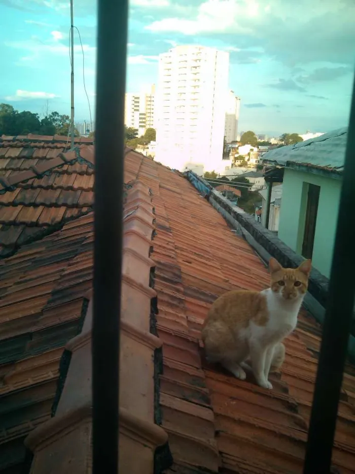 Gato ra a SRD idade 1 ano nome BOB